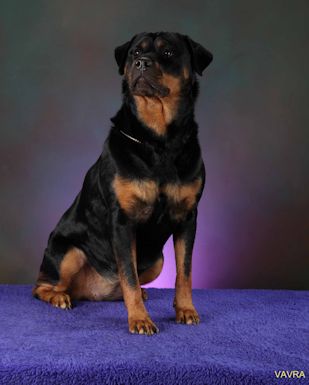 Von best sale evman rottweilers